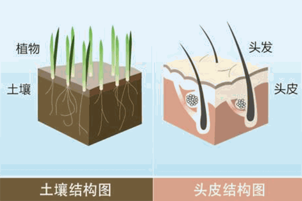 維爾沁頭皮管理加盟