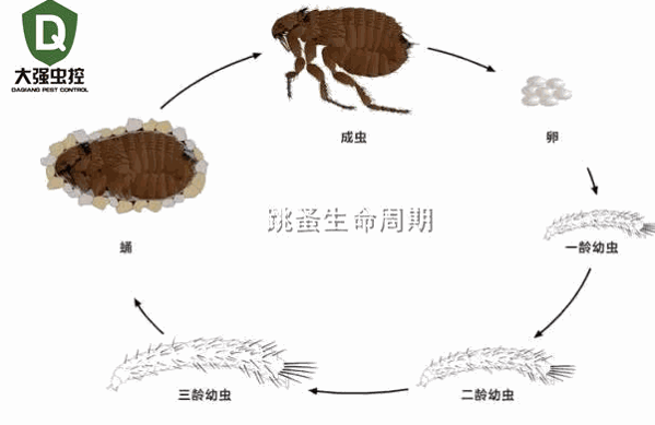 科凌蟲(chóng)控