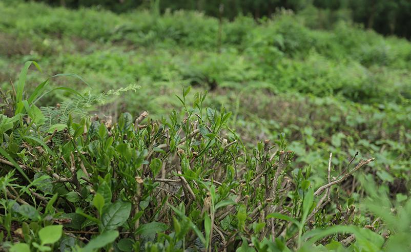 高山茶葉