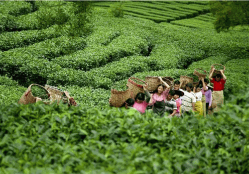 木府貢茶加盟