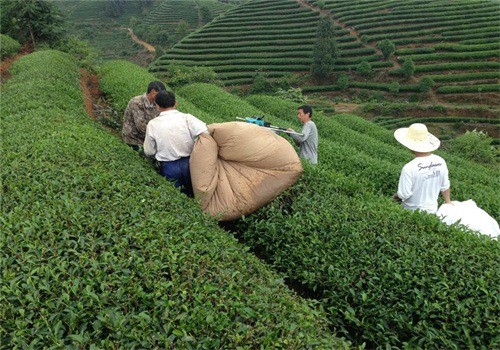 祥華茶業(yè)加盟