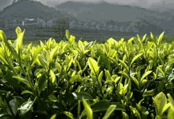 大業(yè)茗豐茶葉加盟