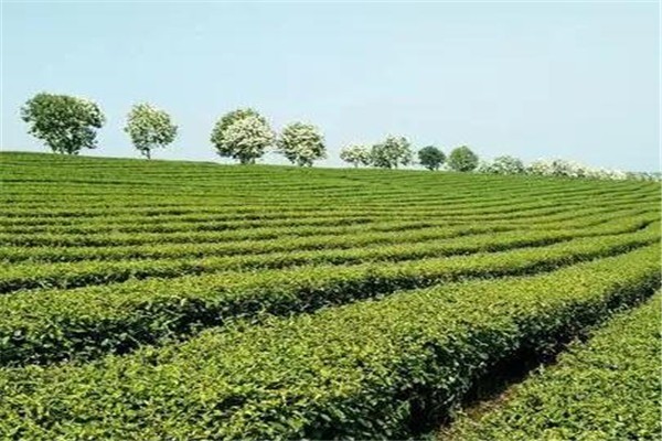 道聯(lián)茶業(yè)加盟