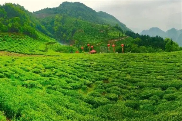 逸神生態(tài)茶業(yè)加盟