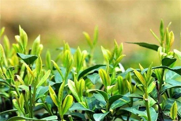 天一茶業(yè)加盟