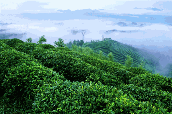 高山茶葉