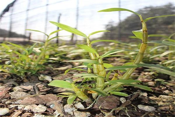 大益康堂種植加盟