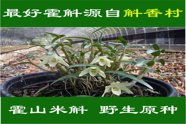 大益康堂種植加盟