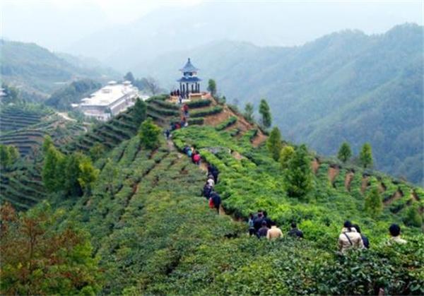 青龍山茶莊