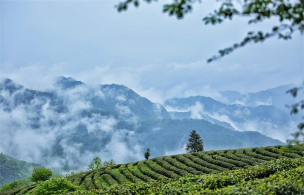 青龍山茶莊