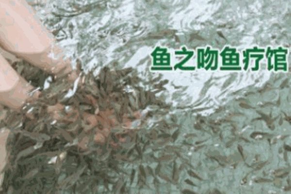 魚之吻魚療館加盟