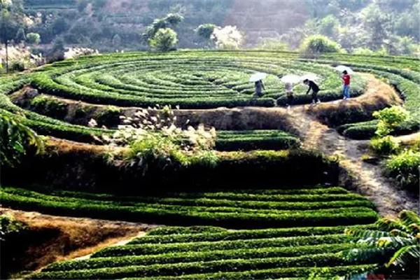 坪山名茶茶葉加盟