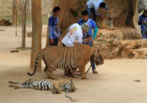 老虎游旅游加盟