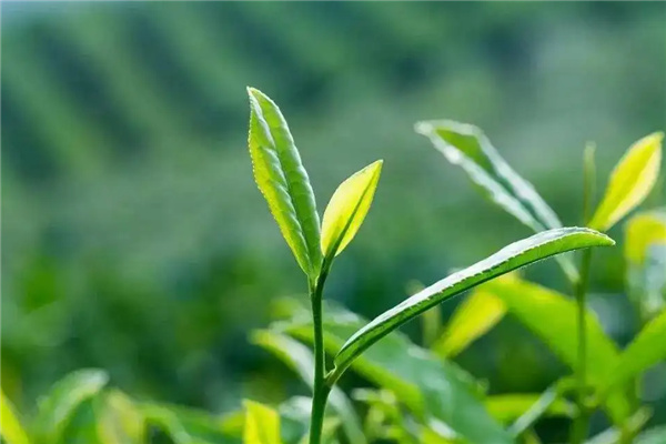 久揚(yáng)茶業(yè)