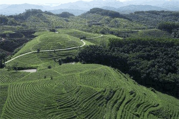 巴馬火麻生態(tài)茶