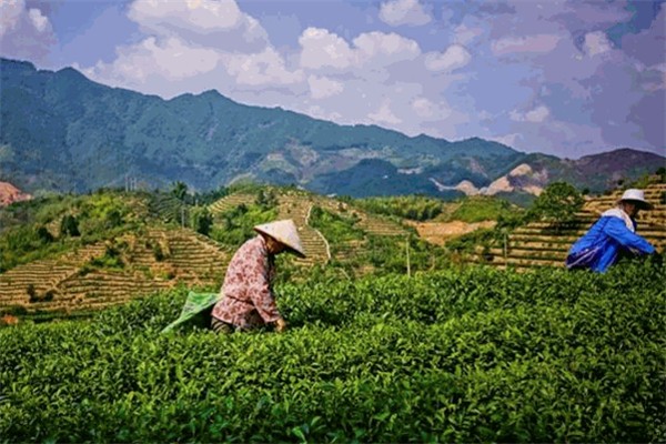 巴馬火麻生態(tài)茶