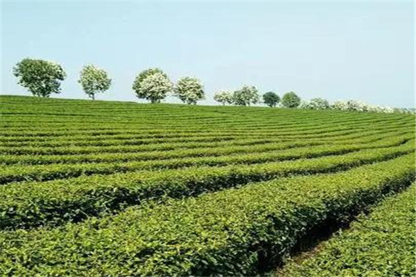 道聯(lián)茶業(yè)