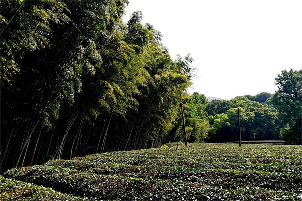 竹林茶園加盟