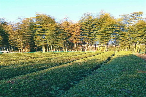 竹林茶園加盟