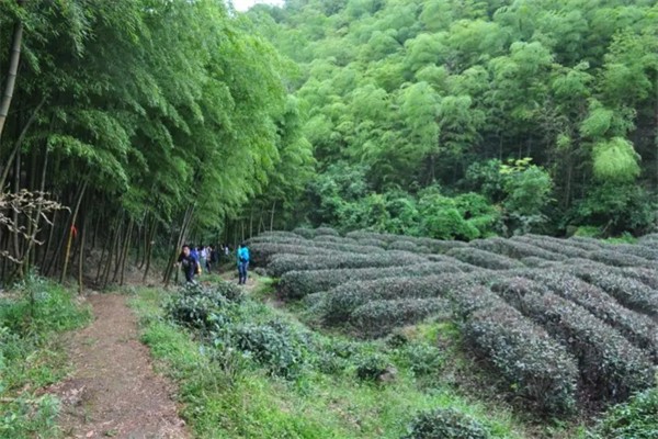 竹林茶園加盟