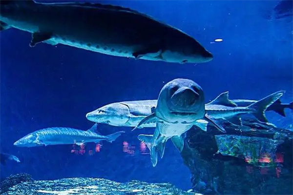 東海龍宮水族館加盟