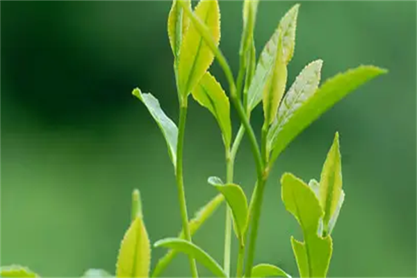 康道茶葉