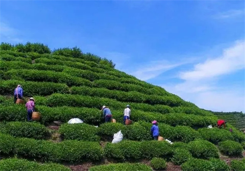 第一茶葉加盟