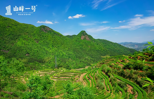 山峰一號(hào)茶業(yè)加盟