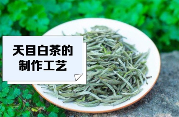 天目湖白茶加盟