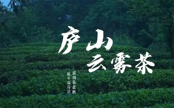 廬山云霧茶加盟