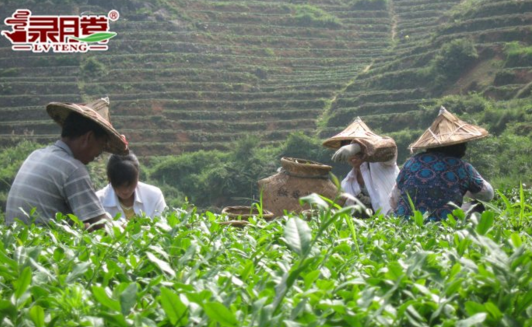 綠騰生態(tài)名茶